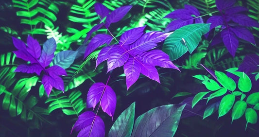 Jungle Leaves (Stock Photo)