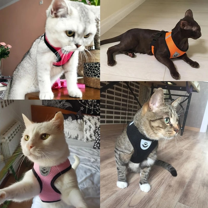 Cat Hundesele Justerbar Vest-bånd